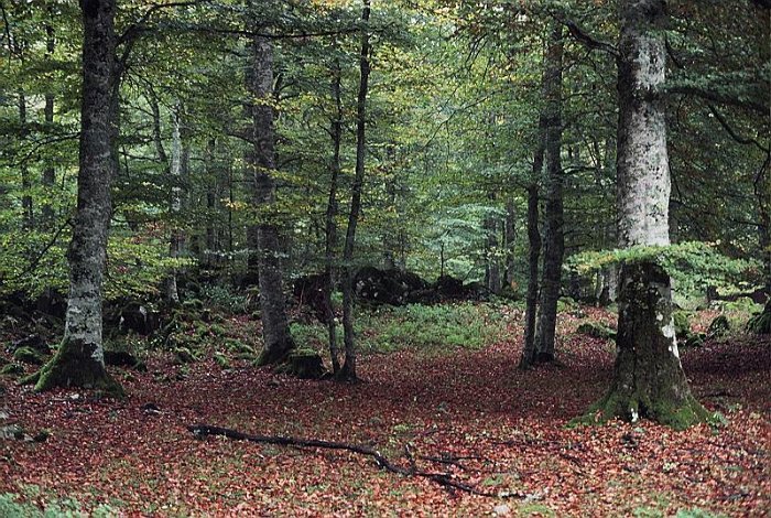Hayedo (Fagus sylvatica)